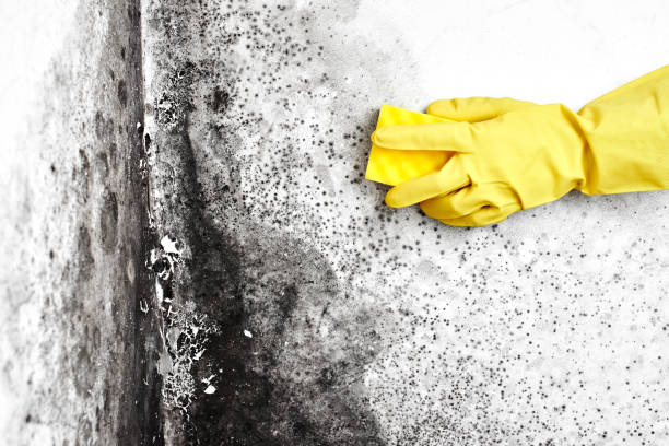 Best Attic Mold Removal  in Bunker Hl, IL