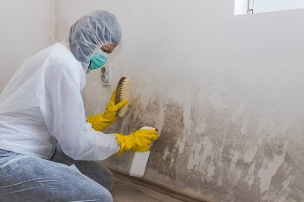 Best Mold Removal Near Me  in Bunker Hl, IL