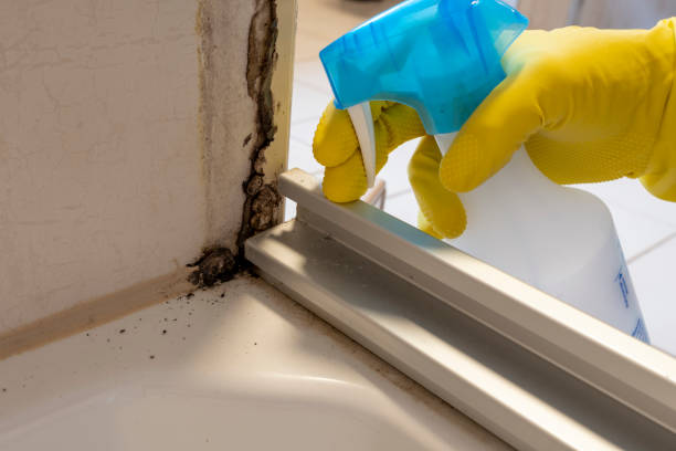 Home Mold Removal in Bunker Hill, IL