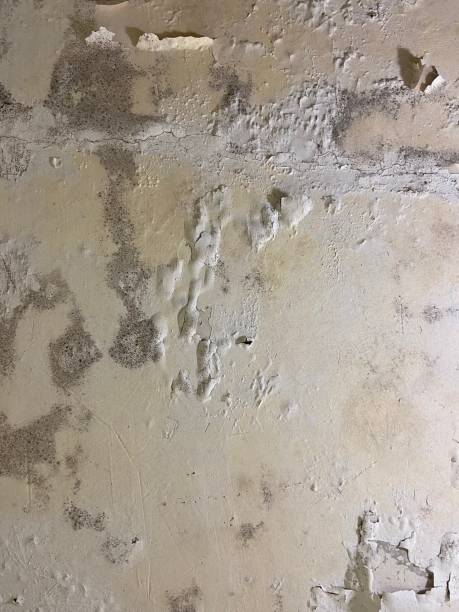 Best Best Mold Removal Companies  in Bunker Hl, IL